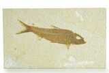 Detailed Fossil Fish (Knightia) - Wyoming #363791-1
